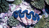 Giant clam partly embedded in the fringing coral reef surrounding Baker Island. Image courtesy of the US Fish and Wildlife Service.
