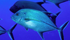 Jack fish are one of the 247 fish species that have been recorded at Baker Island. Image courtesy of the US Fish and Wildlife Service.