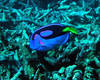 A reef fish known as the Pacific blue tang scouts the coral at Baker Island National Wildlife Refuge. Image courtesy of USFWS/Jim Maragos.