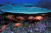 Soldierfish swim by corals at Baker Island National Wildlife Refuge. Image courtesy of USFWS/Jim Maragos.