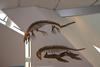 Fossil reptiles on display at the Royal Ontario Museum in Toronto.  