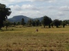 Harvesting rice in Battambang province (northwestern Cambodia), which is the leading rice-producing province of the country. 