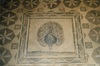 Mosaic of a peacock in the House of Dionysos at the Archeological Park at Paphos, a UNESCO World Heritage site. 