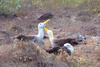 A lifelong pair of waved albatrosses begin a mating dance.