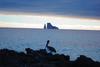 A brown pelican on San Cristobal Island with volcanic rocks in the background.