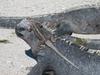 Marine iguanas and lava lizards live in harmony with each other, like most Galapagos species. 
