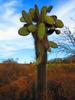 The prickly pear cactus is the most common of all cacti on the Galapagos Islands; it will grow trunks as high as 1.5 m (5 ft) tall on islands where herbivores are a threat.