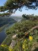 Flowers blooming in an overlook at Saxon Switzerland State Park.