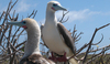 Along with their red legs and feet, red-footed boobies have blue beaks. Photo courtesy USFWS.