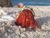 A hermit crab emerges from its shell at Howland Island National Wildlife Refuge. Image courtesy of USFWS.