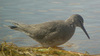 Wandering tattlers are slate-gray in color with greenish-yellow legs. They are easily recognized because they stand near water and bob their tails up and down. The long black bill is distinctive, nosing in the sand for food. Image courtesy of the USFWS.