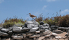 Bristle-thighed curlews are shorebirds that breed on inland tundra in a small area of western Alaska and winter on small tropical islands across a large expanse of the Pacific Ocean - including on Howland Island. Image courtesy of the USFWS.