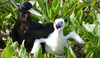 A great frigatebird mother and chick on Howland Island. These birds have a distinctive scissor-shaped tail and greatly elongated angular wings, allowing them to make spectacular flight maneuvers and soar almost effortlessly above the ocean. Photo courtesy of the USFWS.