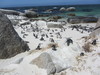 African penguins at the Boulders Penguin Colony in Table Mountain National Park. 