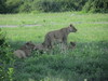 A mother lion keeps watch while the rest of her group dozes at Chobe National Park.