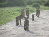 A small pride of lions saunters down a dirt road.