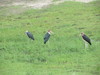 Marabou storks at Chobe National Park.