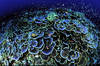 Montipora genus corals are most common in shallow reef environments with bright sunlight and moderate wave motion. Small reef fishes, such as the hawkfish, live near Montipora colonies and perch on the ridges of the coral. Image courtesy of the US Fish and Wildlife Service.