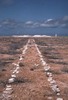 Remains of a guano tramway on Jarvis Island, looking west with late-19th century heaps of mined but never-shipped guano in the background near the day beacon. Image courtesy of USFWS.