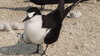 A sooty tern on the beach at Jarvis Island. Photo courtesy of USFWS.