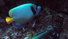 A colorful butterfly fish in the Jarvis Island coral reef. Image courtesy of the USFWS.