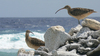 The Bristle-thighed curlew is a medium-sized shorebird that breeds in Alaska and winters on tropical Pacific islands. It has a dark brown eye stripe; a long, down-curved bill; and long, grayish-blue legs. It has a barred tail, a mottled brown back, a reddish-brown belly and rump, a streaked brown breast, and a light brown head and neck. It gets its name from the bristly feathers at the ends of its thighs and it feeds on crustaceans, small fish, bird eggs, and snails. Here a pair of curlews conduct an inspection tour on a Jarvis Island beach. Image courtesy of the USFWS.