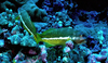 Green hawkfish nestled in some of the coral surrounding Jarvis Island. Photo courtesy USFWS.