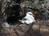 Johnston Atoll National Wildlife Refuge offers a haven for shorebirds in the Pacific, including this red-tailed tropicbird. Photo courtesy USFWS/Laura M. Beauregard.