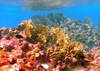 Coral reef with trigger fish at Johnston Atoll National Wildlife Refuge. Photo courtesy of USFWS/Laura M. Beauregard.