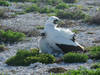 Masked booby and chick on Johnston Atoll. Photo courtesy of USFWS/Laura M. Beauregard. 