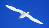 The red-tailed tropicbird is a showy, white seabird related to boobies and frigatebirds. They have long, narrow, tail feathers with red shafts. Image courtesy USFWS.