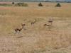 Thompsons Gazelle in Masai Mara National Reserve.