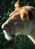 Lions can pass within feet of open safari vehicles in Masai Mara National Reserve. 