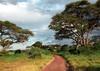 Distinctive acacia trees line the dirt road carved out by safari vehicles in the Masai Mara National Reserve.  Beautiful scenery, gentle rolling grasslands, and an abundance of wildlife define this unique region of the world. 