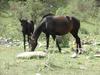 A mare and foal in the hills around Bishkek.  The Kyrgyz are notoriously fond of horses.