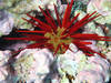A pencil urchin hiding in the coral at Kingman Reef National Wildlife Refuge. Photo courtesy of USFWS/Amanda Pollock.