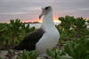 A Laysan albatross poses before sunset at Midway Atoll National Wildlife Refuge. Image courtesy of USFWS/Brenda Zaun.