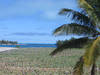 Albatross nest colony on Sand Island, Midway Atoll National Wildlife Refuge. Image courtesy of USFWS/ David Patte.