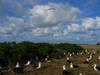 Laysan albatross nesting at Eastern Island, Midway Atoll National Wildlife Refuge. A black-footed albatross is in the lower left. The vegetation on the left is native naupaka; the vegetation in the background on the right is an invasive plant, verbesina. Image courtesy of the USFWS/David Patte.