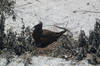 A brown noddy on its nest at Eastern Island, Midway Atoll National Wildlife Refuge. Photo courtesy USFWS/John Klavitter.