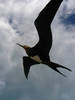 Great frigatebirds - like this one on Midway Atoll - range throughout the tropical seas. The Hawaiian Archipelago is the northernmost extent of this bird's range in the Pacific. Image courtesy of USFWS/ David Patte.