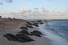Green sea turtles climb onto the beach at Midway Atoll National Wildlife Refuge. Image courtesy USFWS/ David Patte.