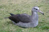 An unusual hybrid albatross, cross bred between a Laysan albatross and a black-footed albatross, on Midway Atoll National Wildlife Refuge. Image courtesy USFWS/John Klavitter.
