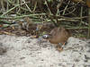 A Laysan duck with her ducklings on Midway Atoll National Wildlife Refuge. Image courtesy of the USFWS/John Klavitter.