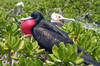A male great frigatebird displays among the vegetation on Midway Atoll National Wildlife Refuge. Photo courtesy USFWS/John Klavitter.