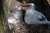 A red-tailed tropicbird is seen with its downy chick on Midway Atoll National Wildlife Refuge. Image courtesy of USFWS/John Klavitter.