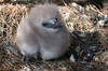 Close-up of a downy red-tailed tropicbird chick on Midway Atoll National Wildlife Refuge. Image courtesy of the USFWS/John Klavitter.