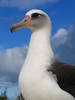 A handsome and regal Laysan albatross on Midway Atoll National Wildlife Refuge. Image courtesy of USFWS/David Patte.