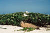 An endangered Hawaiian monk seal lays on the beach near two red-footed boobies. Image courtesy of the USFWS.