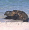A Hawaiian monk seal with a pup on Midway Atoll National Wildlife Refuge. Photo courtesy of the USFWS/John Klavitter.